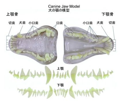 犬の歯の模型 ケア用品 業務用トリミング用品通販ショップ ペットワゴン