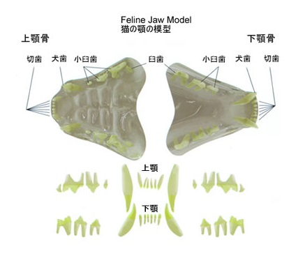 猫の歯の模型 ケア用品 業務用トリミング用品通販ショップ ペットワゴン
