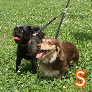 ファンタジーツインリード