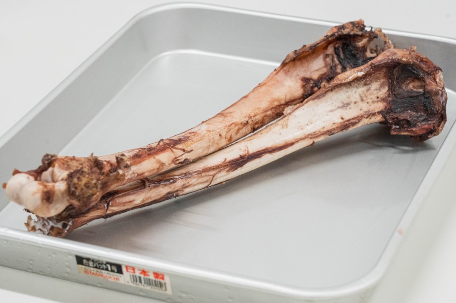 エゾ鹿　中足骨