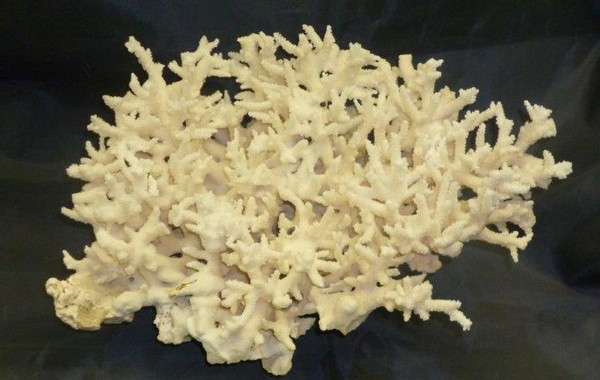 かざりさんご XLサイズ