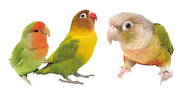 小鳥の三角ベッド L: 400｜業務用トリミング用品通販ショップ【ペット